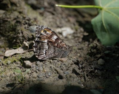 Heivlinder / Grayling