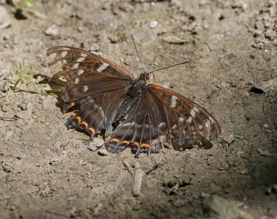 Grote IJsvogelvlinder / Poplar Admiral