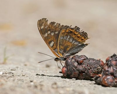 Grote IJsvogelvlinder / Poplar Admiral