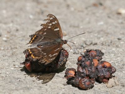 Grote IJsvogelvlinder / Poplar Admiral