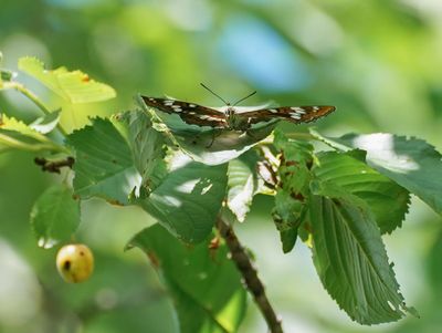 Grote IJsvogelvlinder / Poplar Admiral