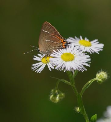 Iepenpage / White-letter Hairstreak