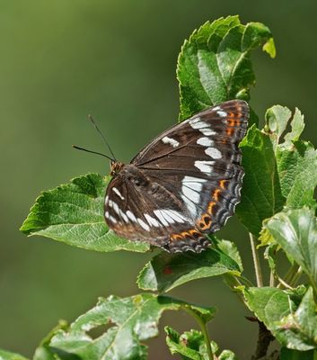 Grote IJsvogelvlinder / Poplar Admiral