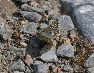 Aambeeldspikkeldikkopje / Rosy Grizzled Skipper