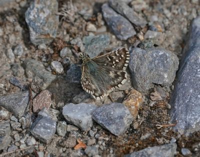 Aambeeldspikkeldikkopje / Rosy Grizzled Skipper