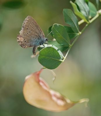 Blazenstruikblauwtje / Iolas Blue
