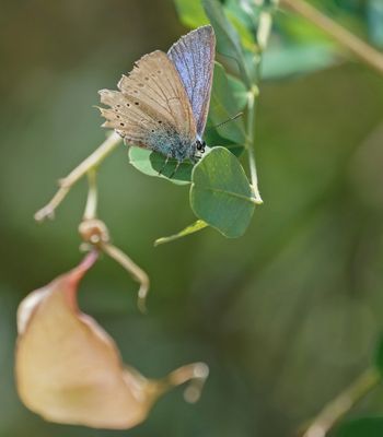 Blazenstruikblauwtje / Iolas Blue