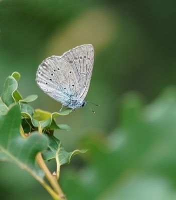 Blazenstruikblauwtje / Iolas Blue