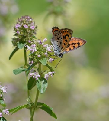 Violette Vuurvlinder / Purple-Shot Copper