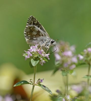 Witgezoomd Spikkeldikkopje / Safflower Skipper