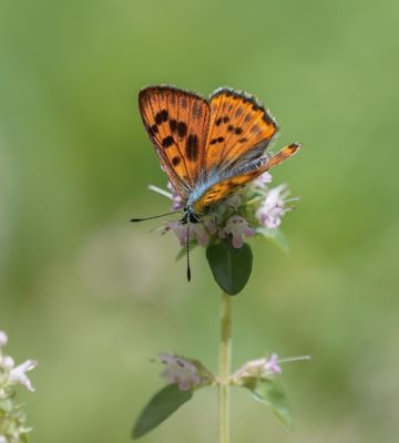 Violette Vuurvlinder / Purple-Shot Copper