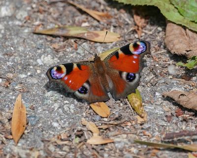 Dagpauwoog / Peacock Butterfly