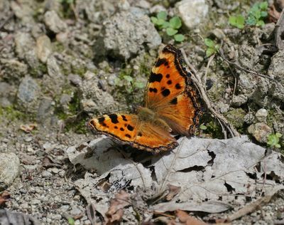 Grote Vos / Large Tortoiseshell