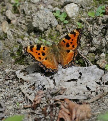 Grote Vos / Large Tortoiseshell