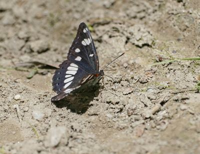 Blauwe IJsvogelvlinder / Southern White Admiral