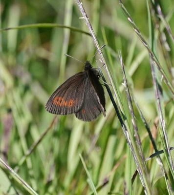 Bergerebia / Mountain Ringlet