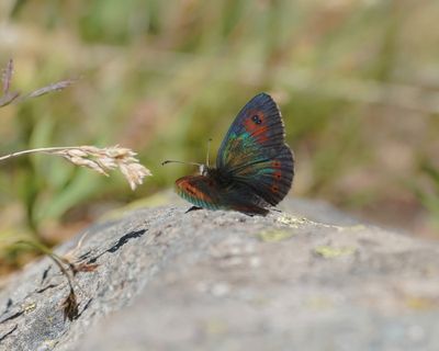 Gewone Glanserebia / Common Brassy Ringlet