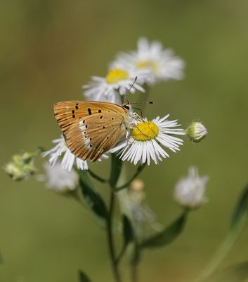 Morgenrood / Scarce copper