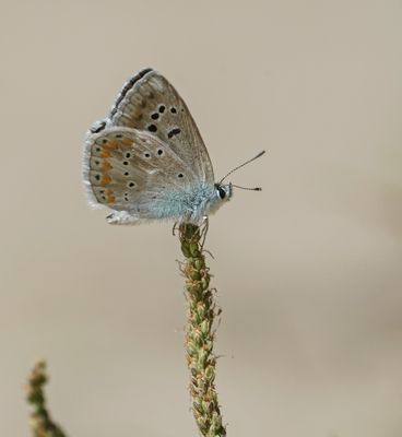 Turkooisblauwtje / Turquoise Blue
