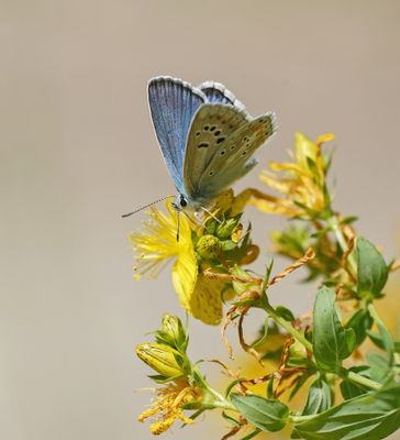 Turkooisblauwtje / Turquoise Blue