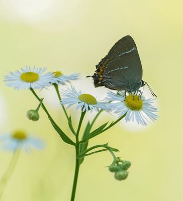 Iepenpage / White-letter Hairstreak