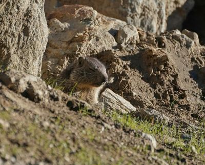 Alpenmarmot / Alpine Marmot