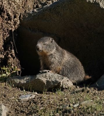 Alpenmarmot / Alpine Marmot