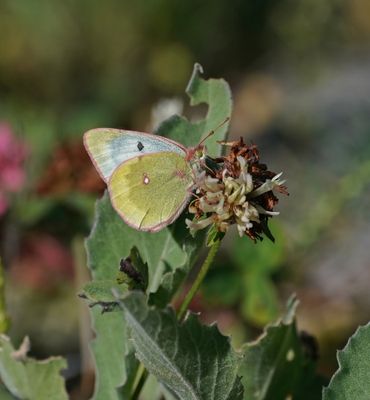 Bergluzernevlinder / Mountain Clouded Yellow