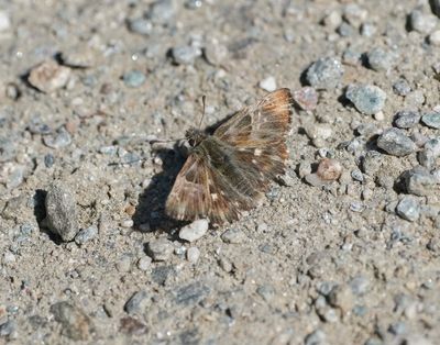 Pluimdikkopje / Tufted Marbled Skipper
