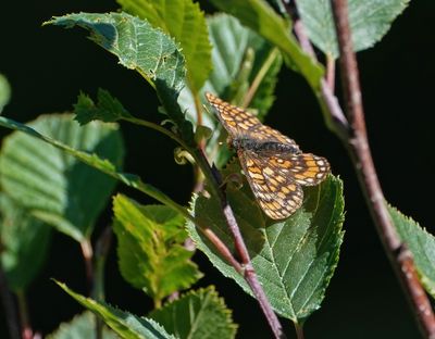 Oranjebonte Parelmoervlinder / Asian Fritillary
