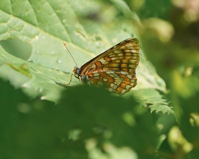 Oranjebonte Parelmoervlinder / Asian Fritillary