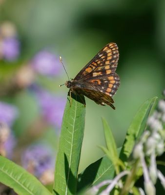 Oranjebonte Parelmoervlinder / Asian Fritillary