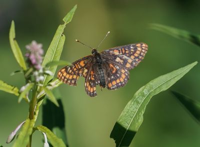 Oranjebonte Parelmoervlinder / Asian Fritillary