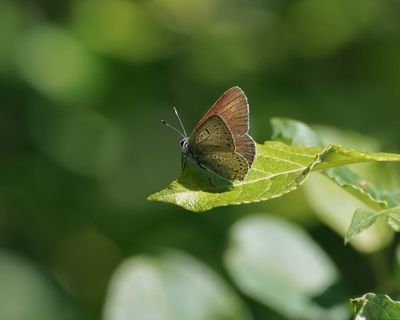 Rode Vuurvlinder f.eurydame / Purple-edged Copper f.eurydame