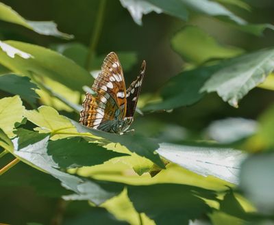 Grote IJsvogelvlinder / Poplar Admiral