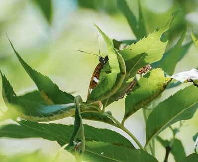 Grote IJsvogelvlinder / Poplar Admiral