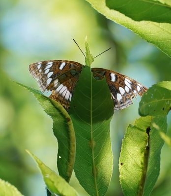 Grote IJsvogelvlinder / Poplar Admiral