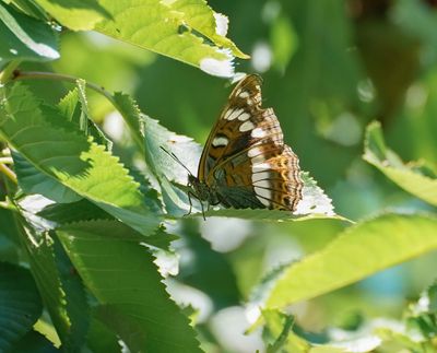 Grote IJsvogelvlinder / Poplar Admiral
