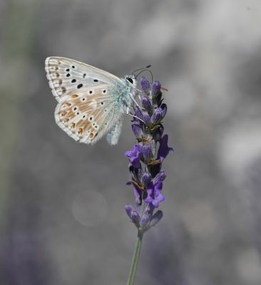 Bleek Blauwtje / Chalk-hill Blue