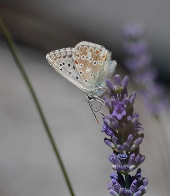 Bleek Blauwtje / Chalk-hill Blue
