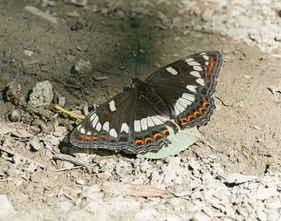 Grote IJsvogelvlinder / Poplar Admiral