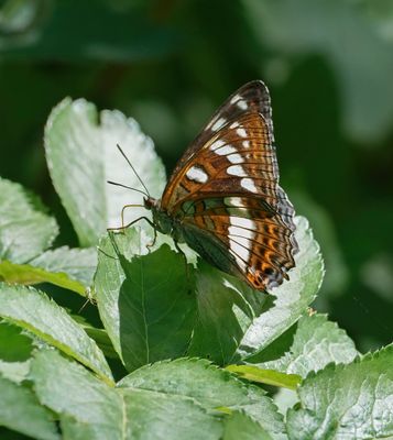 Grote IJsvogelvlinder / Poplar Admiral