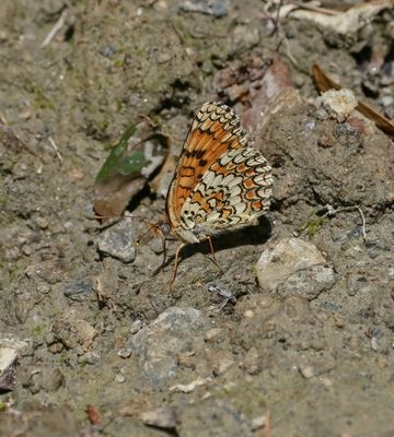 Knoopkruidparelmoervlinder / Knapweed Fritillary