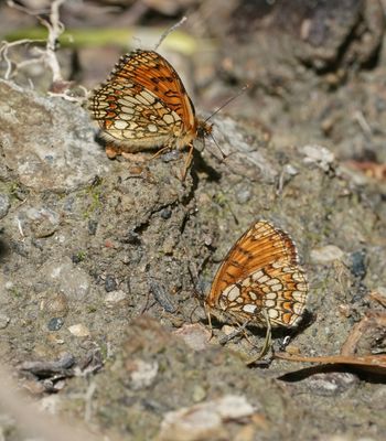 Zuidelijke Bosparelmoervlinder / Southern Heath Fritillary