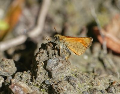 Geelsprietdikkopje / Small Skipper