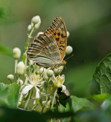 Keizersmantel / Silver-washed Fritillary