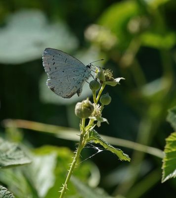 Boomblauwtjes / Holly Blue