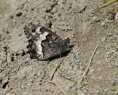 Zwitserse Boswachter / Lesser Rock Grayling