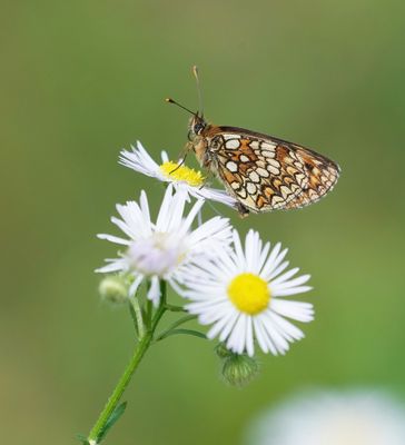 Zuidelijke Bosparelmoervlinder / Southern Heath Fritillary