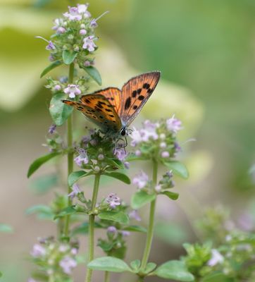 Violette Vuurvlinder / Purple-Shot Copper
